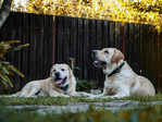 ​Why labradors make great pets and how to care for them properly​