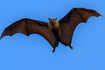 ​Unveiling the mysterious world of night-dwelling bats with fascinating secrets you didn’t know​