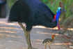 ​Captivating insights you need to learn about the formidable cassowary​