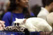 Feline Club of India hosts Cat Show Championship