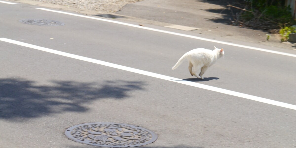 猫を“ひき逃げ”、動揺して何もできなかったドライバーの後悔　どう対処すればよかった？