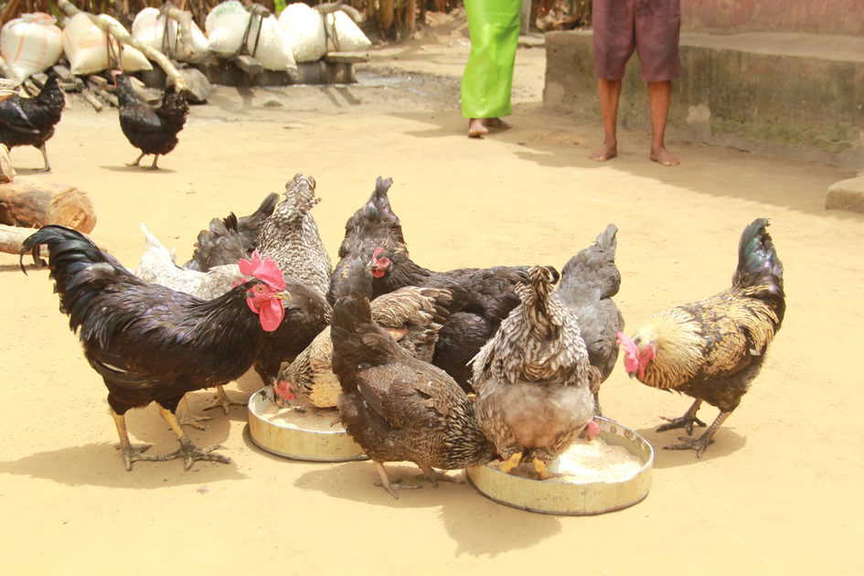 Chickens on a farm in Isiokpo, Nigeria (photo credit: ILRI/ACGG Nigeria).