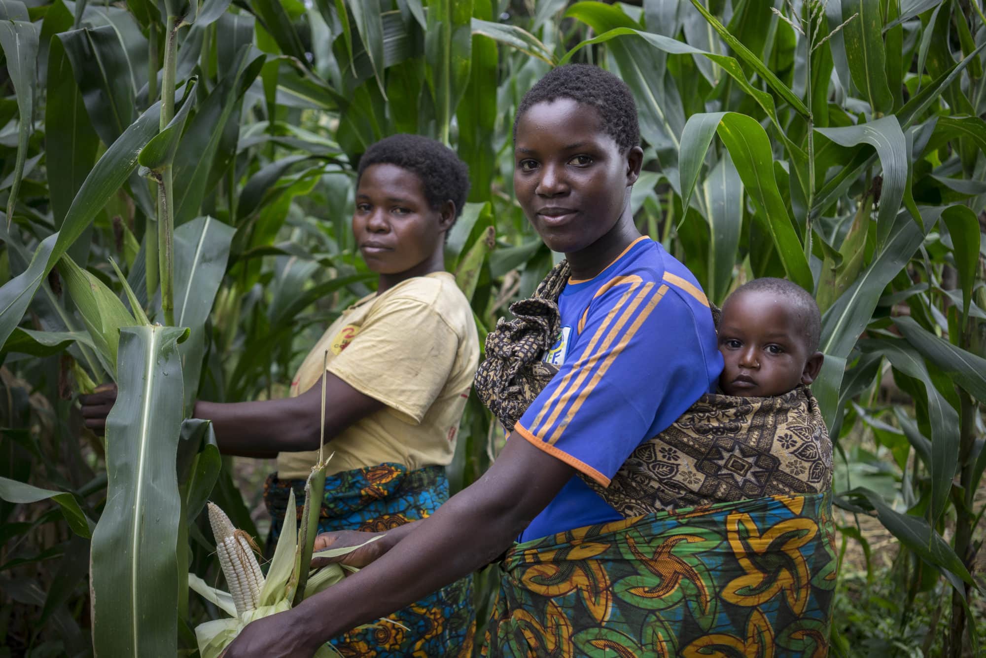 Climate-smart maize