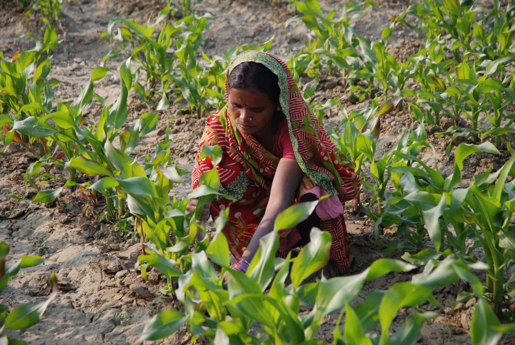 Zero tillage to reduce air pollution in India