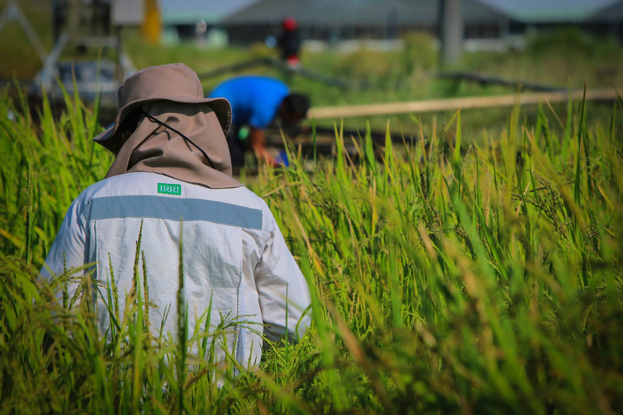 Climate-smart rice