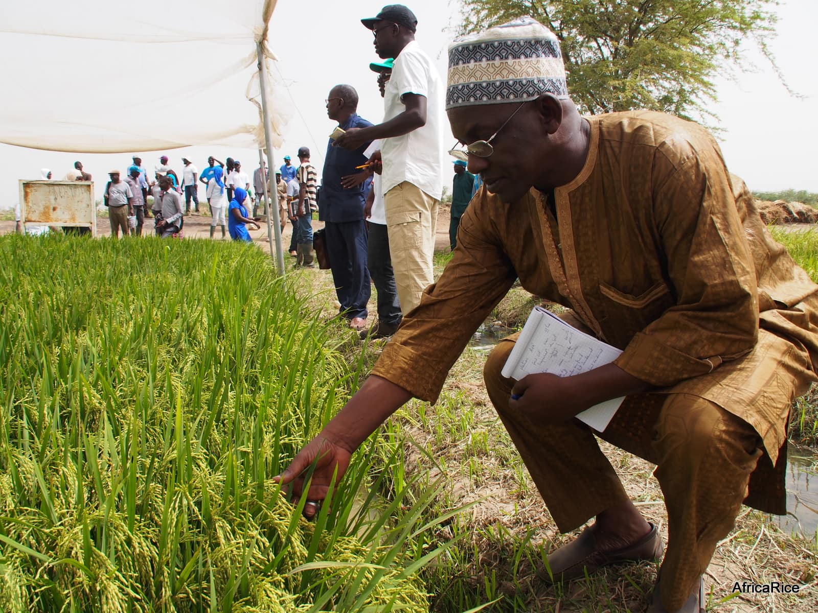 Smart rice irrigation: alternate wetting and drying