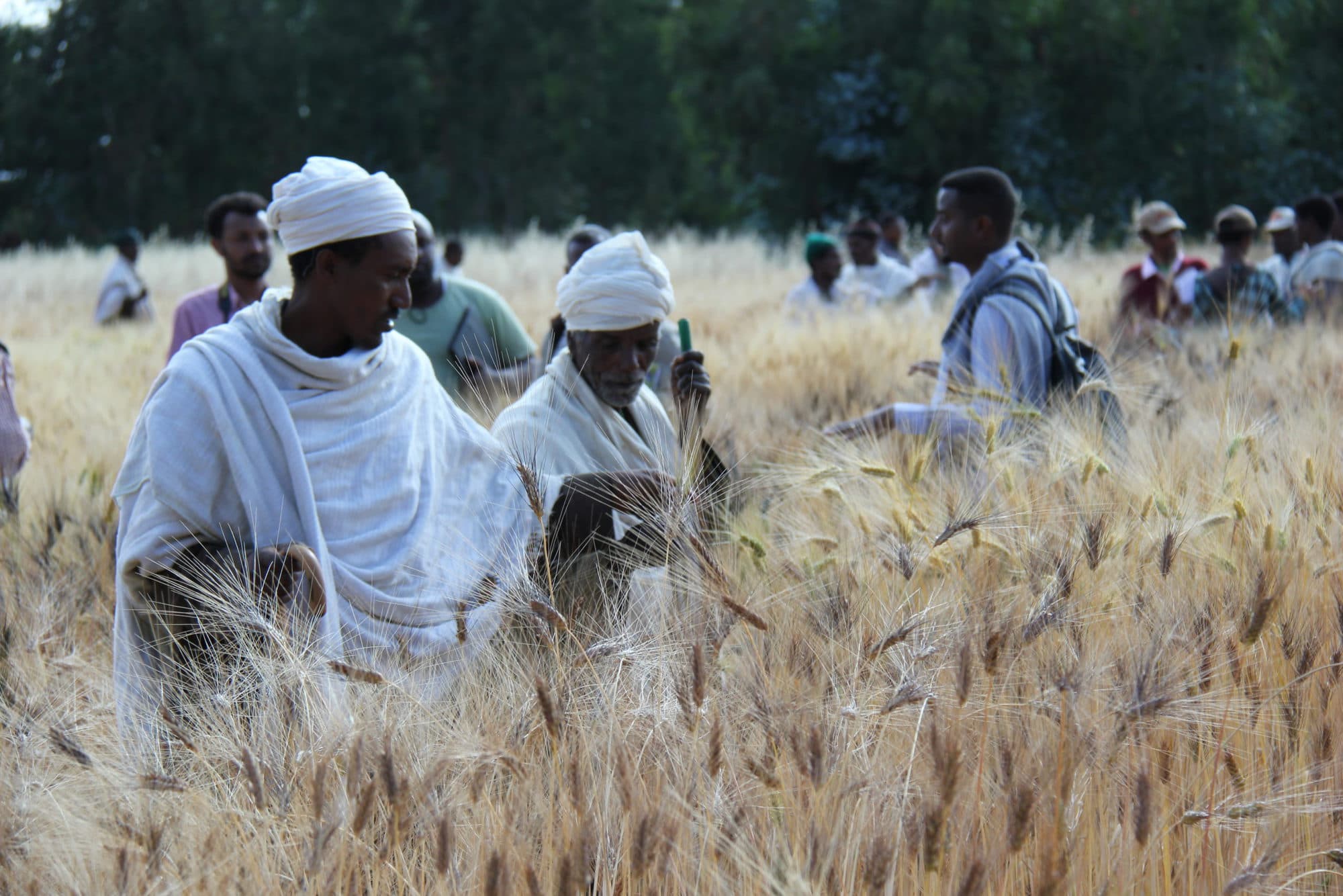 Seeds for Needs: citizen science and crowdsourcing