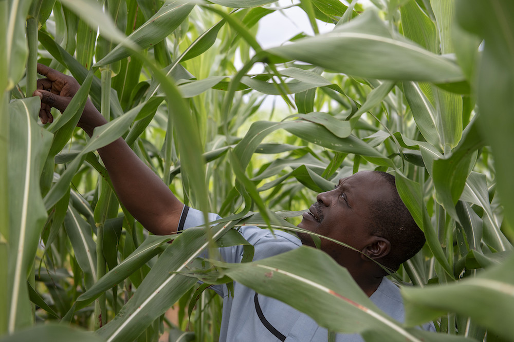 West and Central African Food Systems Transformation