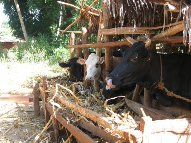 Maize Stover is a main cattle feed during the dry season in Tanzania