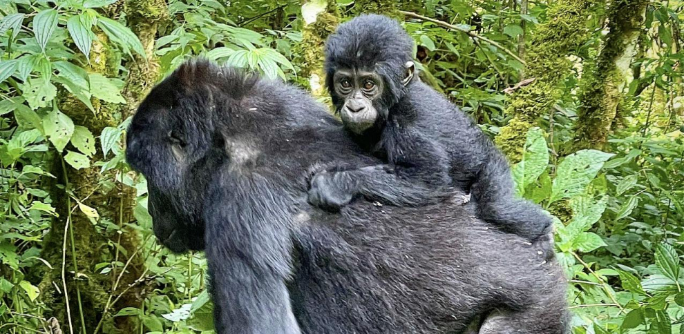 Baby Gorilla Rescued At Istanbul Airport Temporarily Handed Over To City Zoo