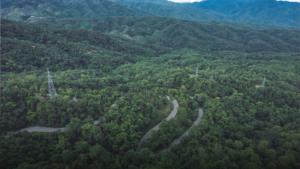 New Research Explores China’s Forestation Potential for Carbon Removal