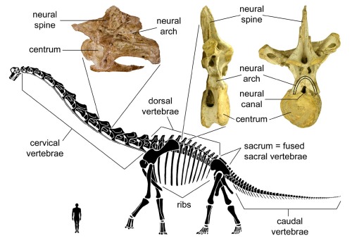 basic-vertebral-anatomy.jpg