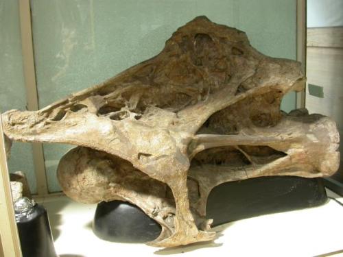 Brachiosaurus brancai HMN SII, cervical 8