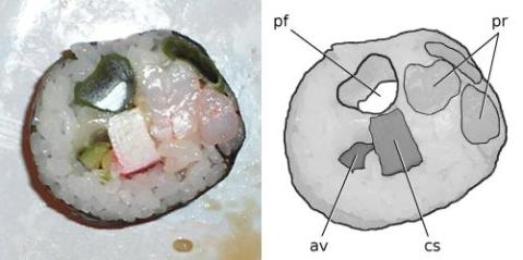 av, avocado; cs, crab-stick; pf, pneumatic foramen; pr, prawn.