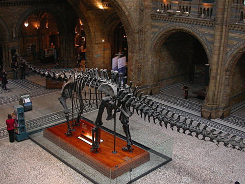 nhm-diplodocus-480