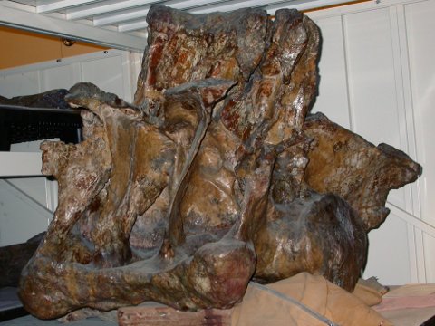 Sacrum of Camarasaurus supremus, AMNH 5761