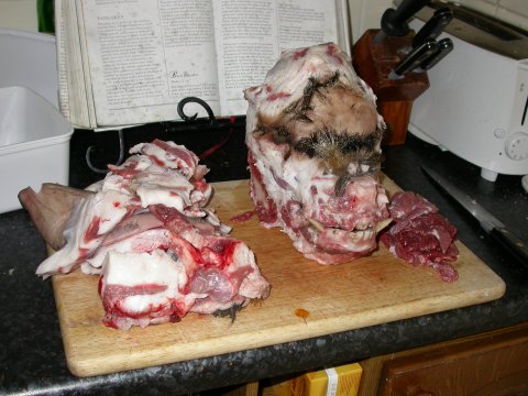 Pig head, defleshed