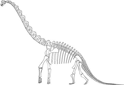 The classic reconstruction of Brachiosaurus brancai, from Janensch (1950b: plate VIII)