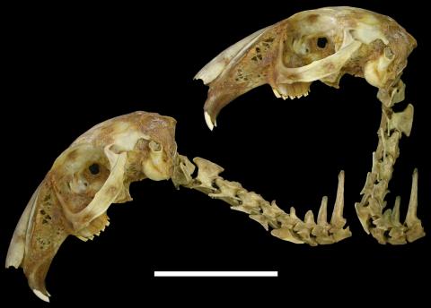 Taylor et al. (2009: fig. 1), reverse for easy comparison with the previous two images: skull and cervical skeleton of the Cape hare (Lepus capensis) in neutral pose and in maximal extension