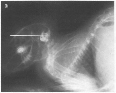 Unrestrained awake rabbit, left lateral view, in X-ray, showing vertical neck. From Vidal et al. (1986:fig. 4B)