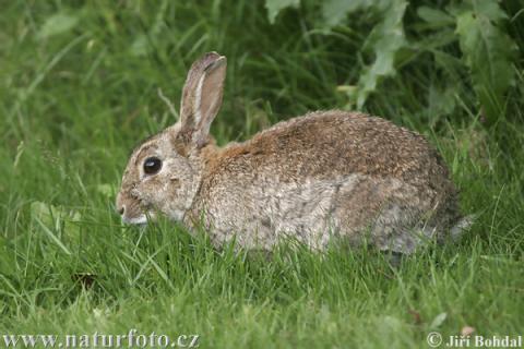 wild-rabbit-41946-480px