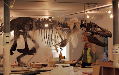 Tyrannosaurus rex mounted skeleton at the Great North Museum.  From journallive.co.uk