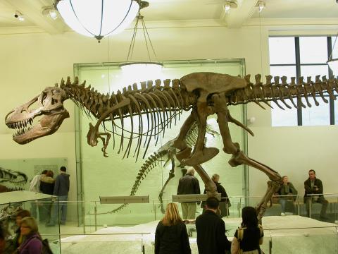 Tyrannosaurus rex at the American Museum of Natural History. Photo by Mike Taylor