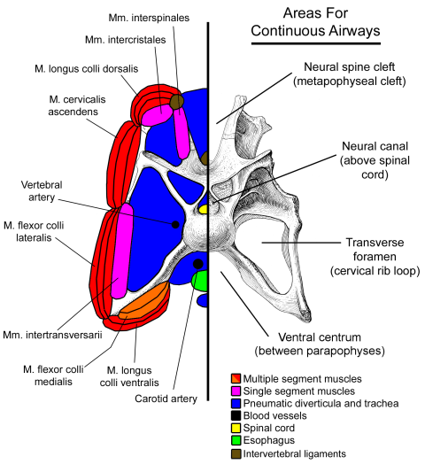 Apatosaurus-soft-tissues v3 480