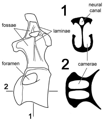 camarasaurus-internal-structure