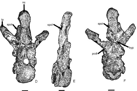 Cetiosaurus oxoniensis dorsal vertebra in anterior, right lateral and posterior views.  From Upchurch and Martin (2002:fig 5)