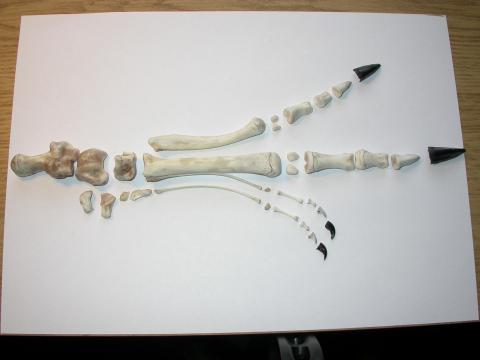 2009-11-06b-disarticulated-left-pes-in-dorsal-view-DSCN7419-and-a-half