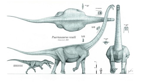 PUERTASAURUS Sandow 4BIG