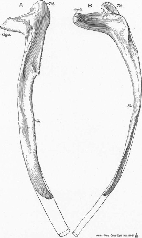 Osborn and Mook 1921:fig. 71. Left rib of Camarasaurus supremus Cope. Rib 4 (Amer. Mus. Cope Coll. No. 5761/R-A-24). (A) direct external view when placed as in position in the body; (B) direct anterior when placed as in position in the body. Capit. capitulum; Sh. shaft; Tub. tuberculum. Reconstructed view, portion in outline. 