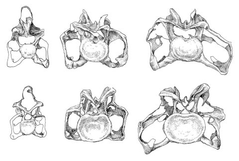 UpchurchEtAl2005-apatosaurus-plate2-C3-6-7