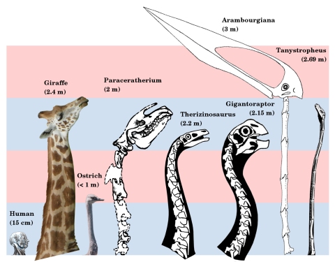 Figure 1. Necks of long-necked non-sauropods, to scale. The giraffe and Paraceratherium are the longest necked mammals; the ostrich is the longest necked extant bird; Therizinosaurus and Gigantoraptor are the largest representatives of two long-necked theropod clades; Arambourgiania is the longest necked pterosaur; and Tanystropheus has a uniquely long neck relative to torso length. Human head modified from Gray’s Anatomy (1918 edition, fig. 602). Giraffe modified from photograph by Kevin Ryder (CC BY, http://flic.kr/p/cRvCcQ). Ostrich modified from photograph by “kei51” (CC BY, http://flic.kr/p/cowoYW). Paraceratherium modified from Osborn (1923, figure 1). Therizinosaurus modified from Nothronychus reconstruction by Scott Hartman. Gigantoraptor modified from Heyuannia reconstruction by Scott Hartman. Arambourgiania modified from Zhejiangopterus reconstruction by Witton & Naish (2008, figure 1). Tanystropheus modified from reconstruction by David Peters. Alternating blue and pink bars are 1 m tall.