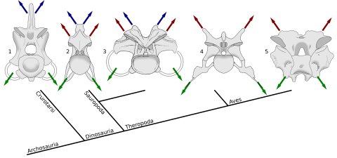 Taylor and Wedel (2013a: figure 11). Archosaur cervical vertebrae in posterior view, Showing muscle attachment points in phylogenetic context. Blue arrows indicate epaxial muscles attaching to neural spines, red arrows indicate epaxial muscles attaching to epipophyses, and green arrows indicate hypaxial muscles attaching to cervical ribs. While hypaxial musculature anchors consistently on the cervical ribs, the principle epaxial muscle migrate from the neural spine in crocodilians to the epipophyses in non-avial theropods and modern birds, with either or both sets of muscles being significant in sauropods. 1, fifth cervical vertebra of Alligator mississippiensis, MCZ 81457, traced from 3D scans by Leon Claessens, courtesy of MCZ. Epipophyses are absent. 2, eighth cervical vertebra of Giraffatitan brancai paralectotype HMN SII, traced from Janensch (1950, figures 43 and 46). 3, eleventh cervical vertebra of Camarasaurus supremus, reconstruction within AMNH 5761/X, “cervical series I”, modified from Osborn and Mook (1921, plate LXVII). 4, fifth cervical vertebra of the abelisaurid theropod Majungasaurus crenatissimus,UA 8678, traced from O’Connor (2007, figures 8 and 20). 5, seventh cervical vertebra of a turkey, Meleagris gallopavo, traced from photographs by MPT.