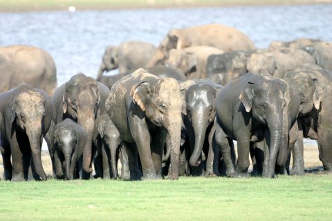 056-Elephant-c-Gehan-de-Silva-Wijeyeratne-Minneriya-2004-07-27-165-Gathering