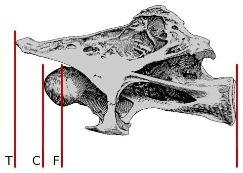 Janensch1950-fig43-sii-c8-MEASUREMENTS