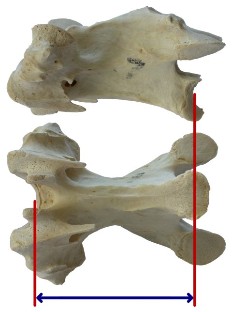 turkey-cervical-c7-white-MEASUREMENT