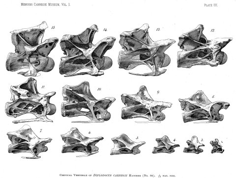 Wedel and Taylor 2013 bifurcation Figure 13 - Diplodocus cervicals from Hatcher