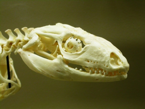 MoO 2013 - Tegu skull