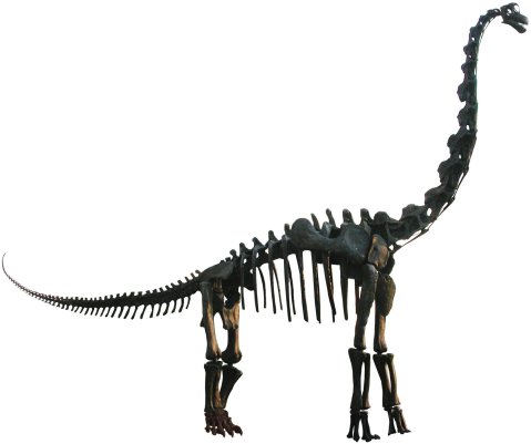 FMNH Brachiosaurus mount lateral