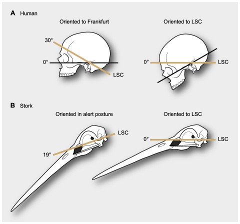 Figure 1: Differences in reference systems in skulls. (A) In the human skull there is a 30° difference between the Frankfurt plane and that of the LSC, thus yielding substantially different head orientations (from de Beer, 1947). (B) When a stork is in alert its LSC is oriented 19° above the horizon, thus when putting the LSC at 0° (horizontal) head posture differs from its alert posture (from Duijm, 1951).