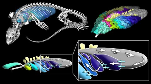 1_MonitorLizard_AnatomyFlow