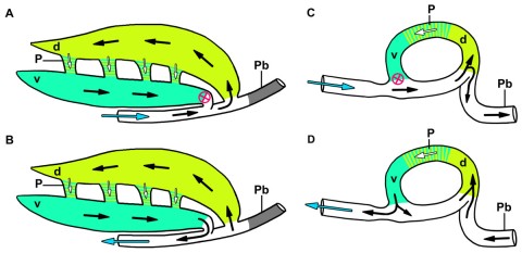 Crocodilian breathing - Schachner et al 2013a fig 10