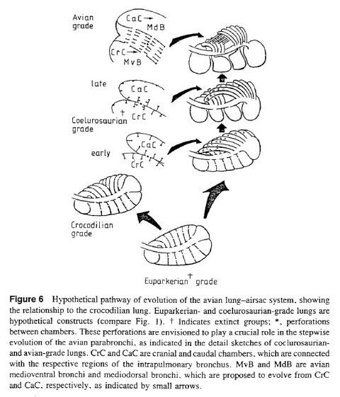 Hypothetical bird lung intermediates - Perry 1992 fig 6