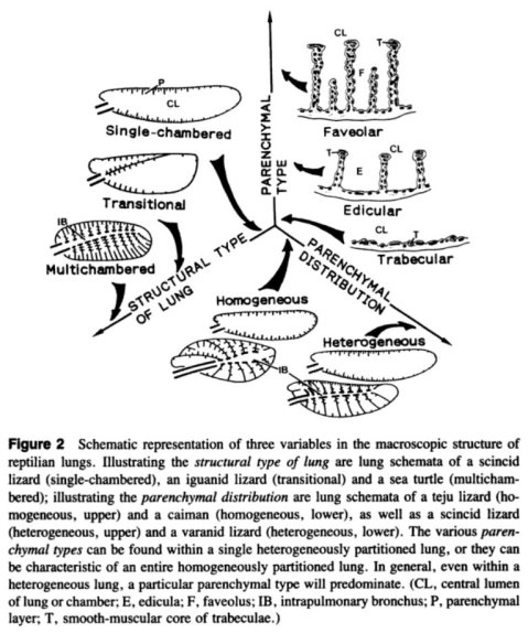 Reptilian lung morphospace - Perry 1992 fig 2