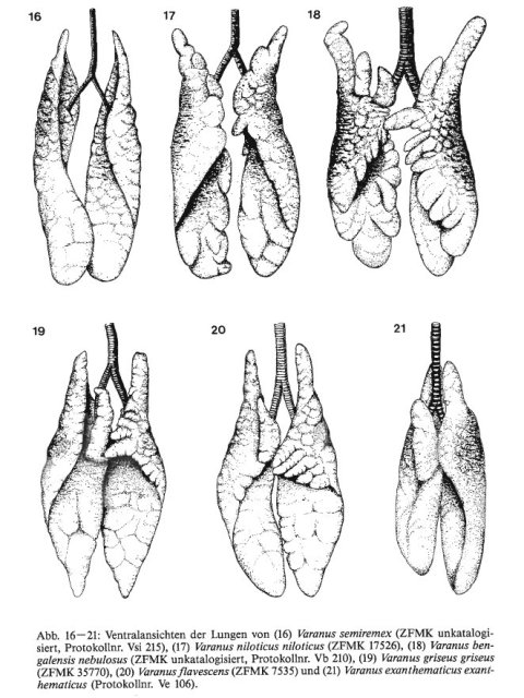 A small sample of monitor lung diversity, from Becker et al. (1989).