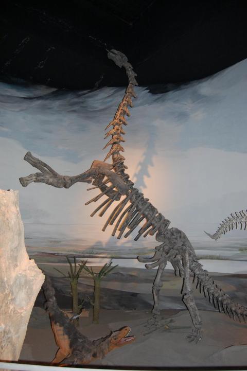 John R. Hutchinson ‏@JohnRHutchinson  7m @MikeTaylor Abundant in the Egidio Feruglio museum in Trelew, Argentina-- almost all their sauropods are rearing