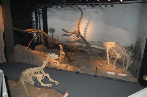 John R. Hutchinson ‏@JohnRHutchinson @MikeTaylor Here's the wide view of that exhibit, with about-to-be-squished abelisaur and sulking Amargasaurus: 